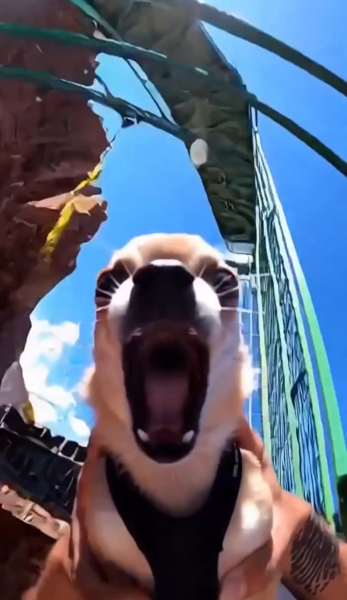 We Did Bungee Jumping. Can the Dog Do It Too? – A Hilarious Story