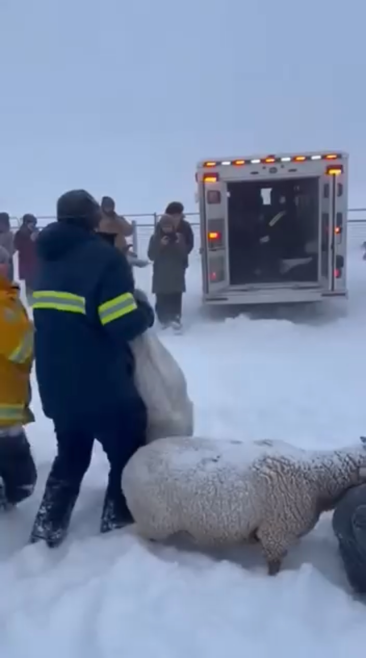 The snow showed no mercy… The cold did not care about life, pain, or time.In the middle of that white silence, a helpless soul was slowly fading away… 🥶🐑Alone. Exhausted. Forgotten by the world.Every step through the snow was a wound.Every breath, a battle not to give up.And yet… someone stopped.Someone chose not to turn their back.Frozen hands, aching bodies, but hearts burning with compassion ❤️‍🔥Because sometimes, it’s not warmth the body needs most…it’s someone saying: “You are not alone.”In that freezing moment, it wasn’t just a sheep that was saved.It was the belief that humanity still exists.That not everyone walks past suffering.That some hearts still break for the pain of another… 😔🤍In a world growing colder every day,this was a silent scream in the storm:Humanity is still alive. ❄️🖤