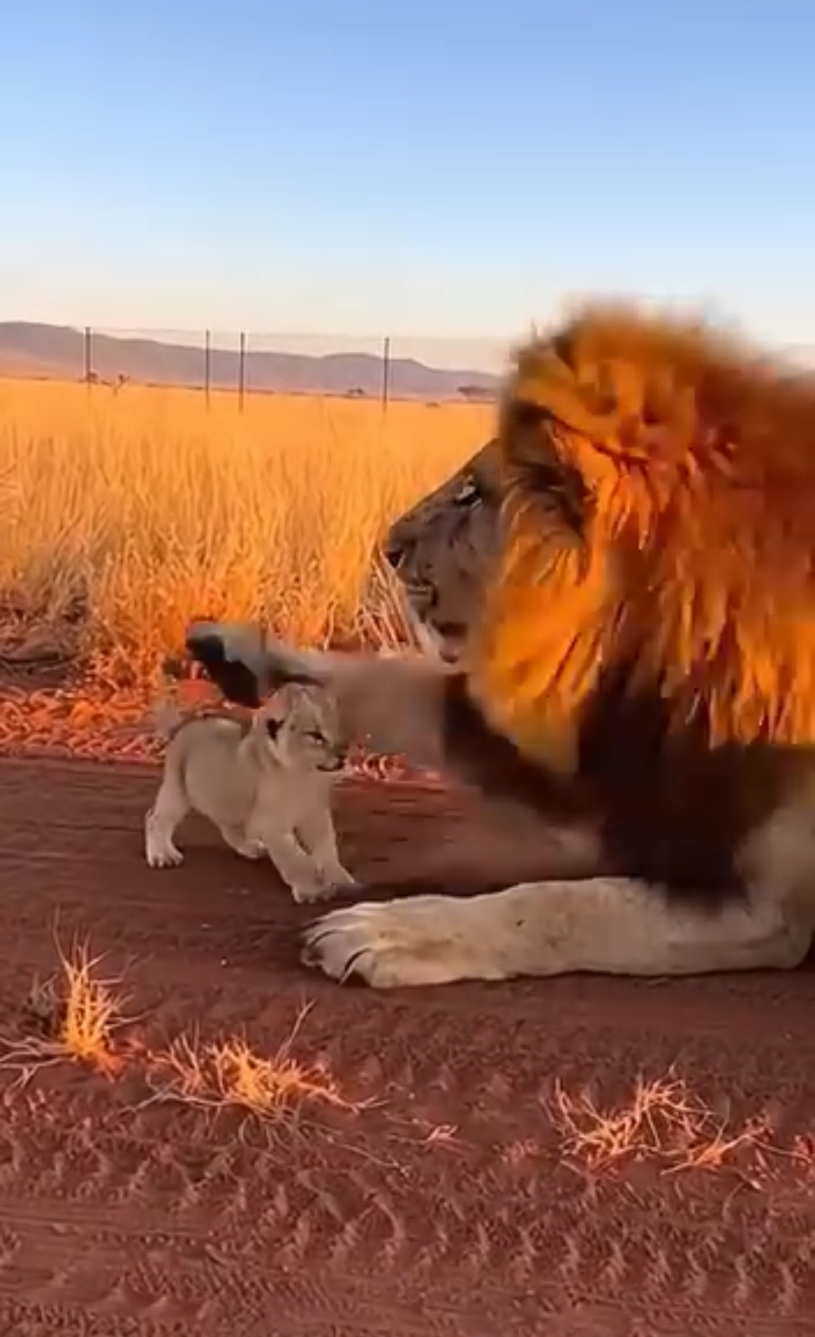 In the heart of the endless desert, where golden sand stretched to the horizon and the sun ruled the sky, a powerful male lion walked slowly across the dunes. His mane moved with the hot wind, and beside him trotted his young cub—small, curious, and still learning the ways of the wild.