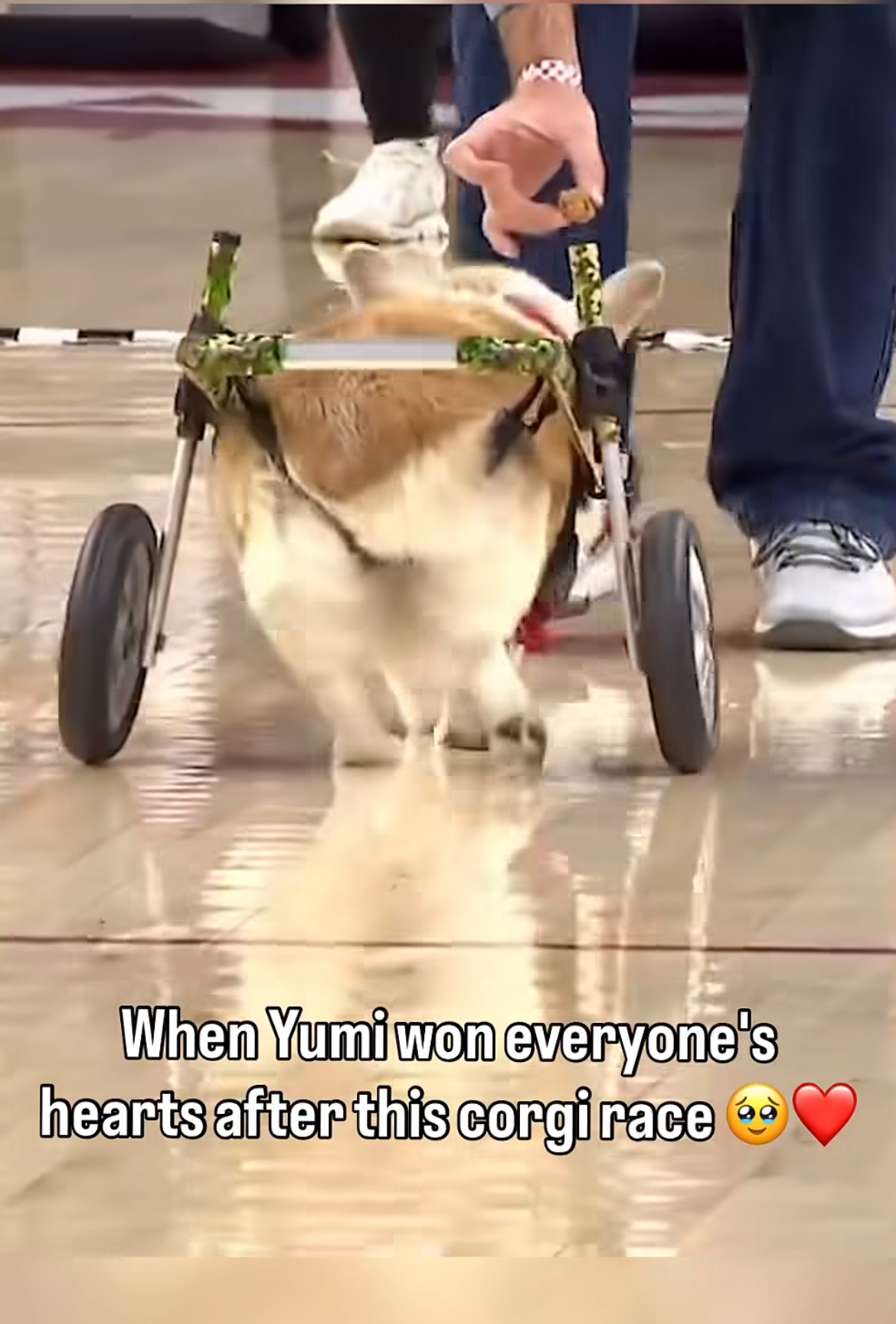 🐶 Yumi’s Heartwarming Race