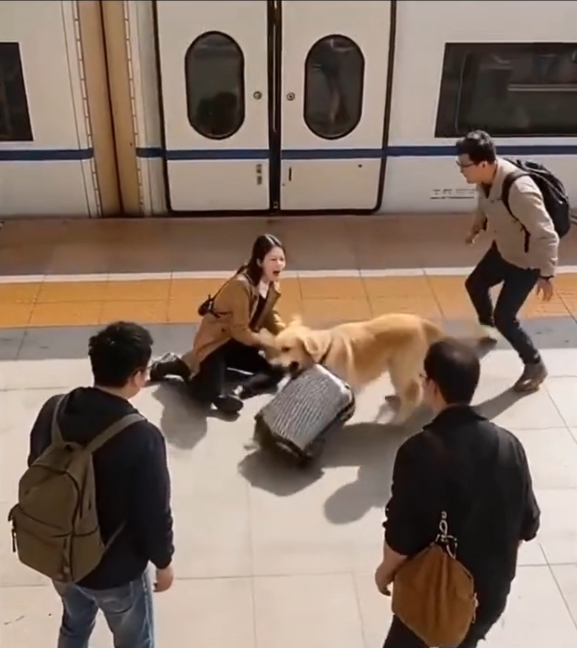 What the Dog Found Inside the Suitcase Shocked Everyone