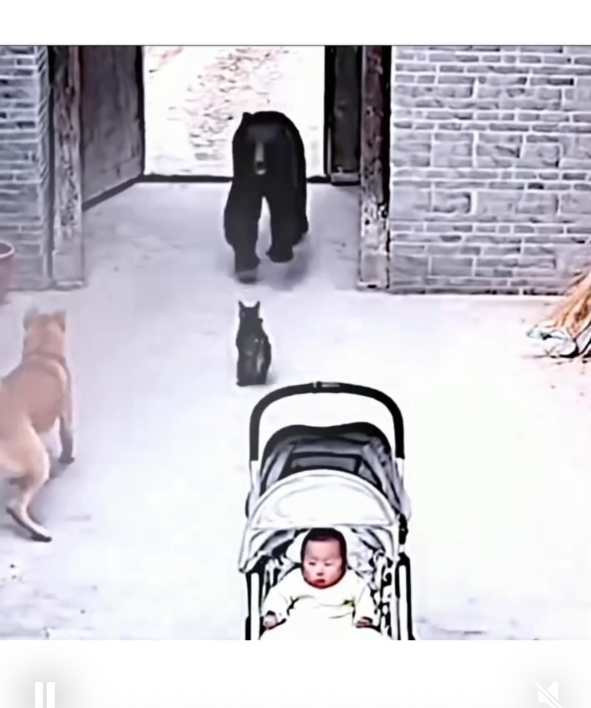 The snow fell silently, covering the courtyard in white, as if trying to hide what was about to happen. The baby sat peacefully in the stroller, small hands wrapped in warm blankets, completely unaware that danger had crossed the threshold.