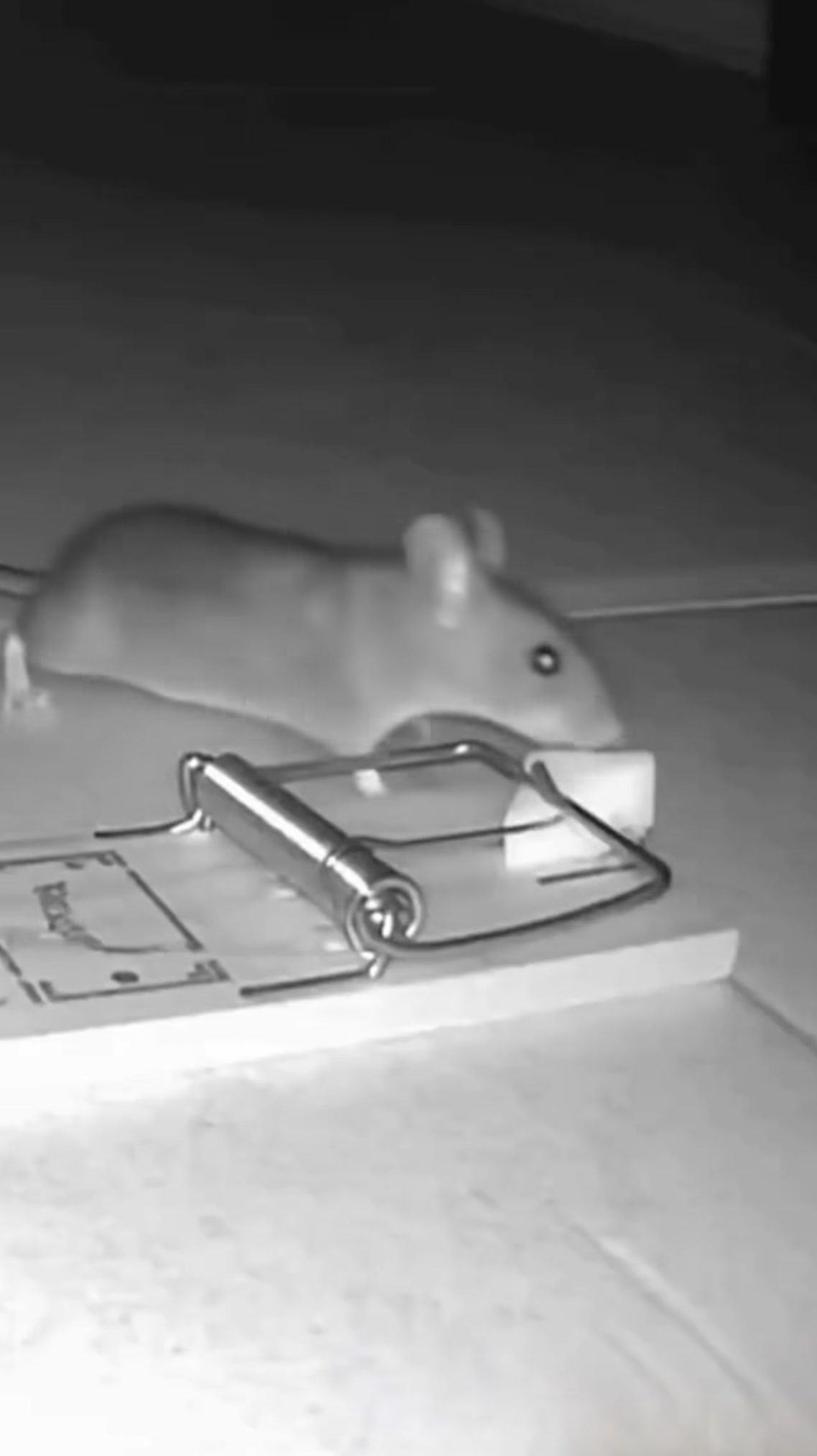 The rat is one of the most adaptable animals on the planet, capable of surviving in almost any environment where there is food and shelter. Intelligent, agile and extremely fast breeding, it has accompanied humans for centuries, living in cities, rural areas and sewer systems. Your ability to learn and spatial memory is amazing, making it difficult to control.At the same time, the rat symbolizes anambiguous relationship with humanity It is seen as a plague for transmitting diseases and causing harm, but it is also fundamental to science, being widely used in medical and biological research.