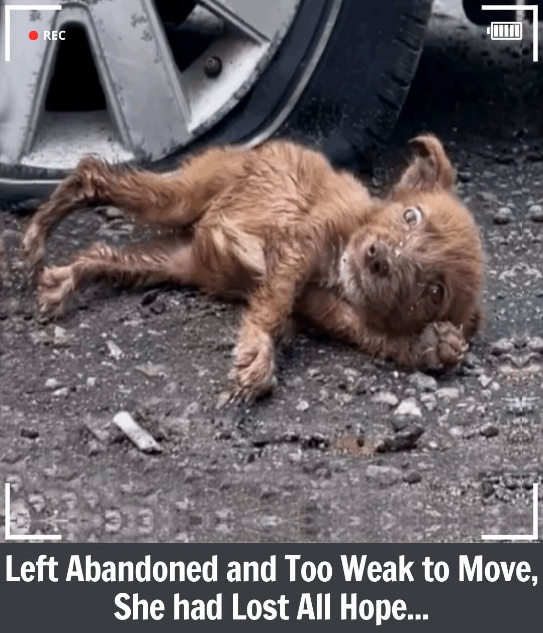 Alice’s Journey: From Despair to a Life Filled with Love