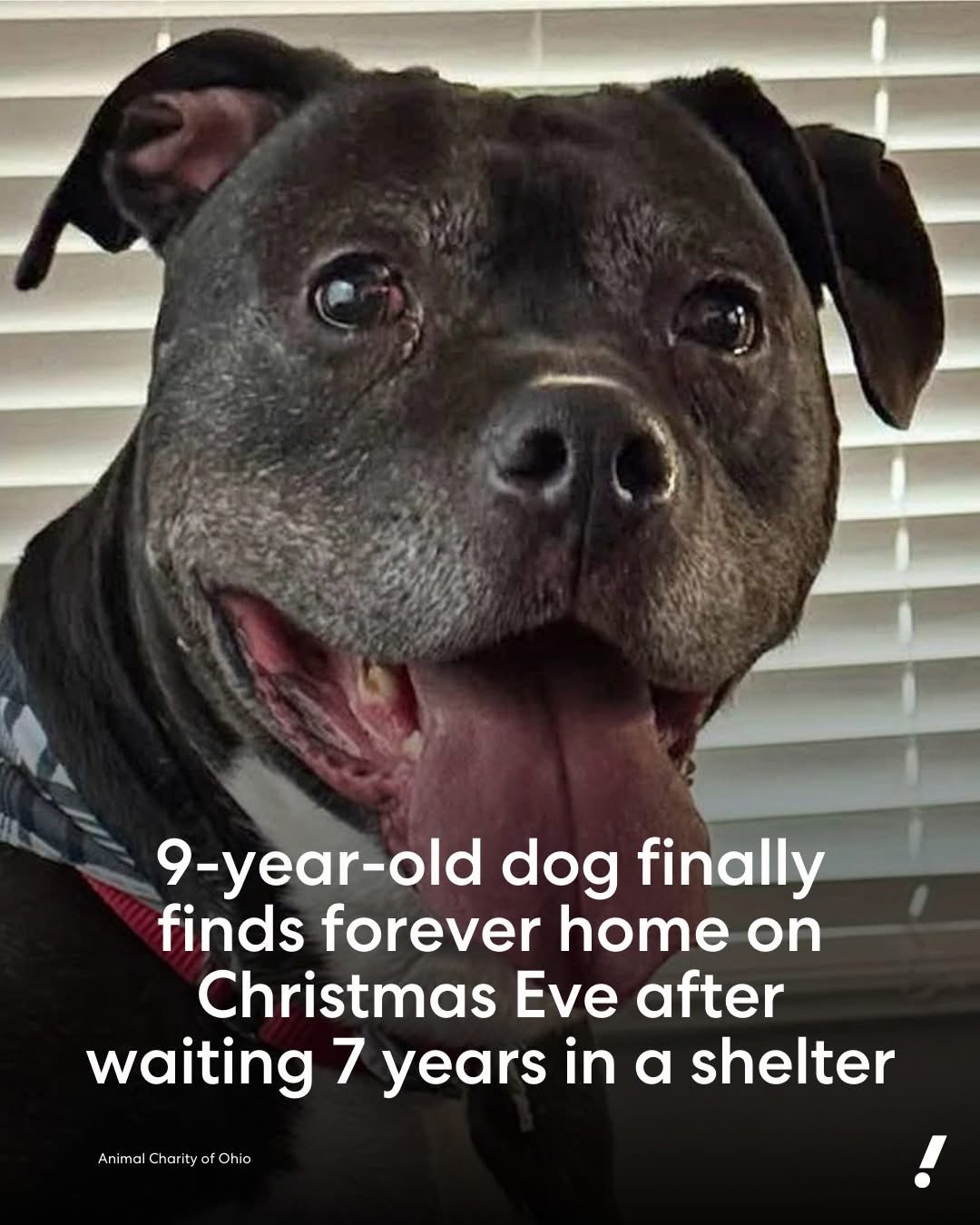 After Waiting 7 Years In a Shelter for an Adopter, Dog Finds His ‘True Family’ on Christmas