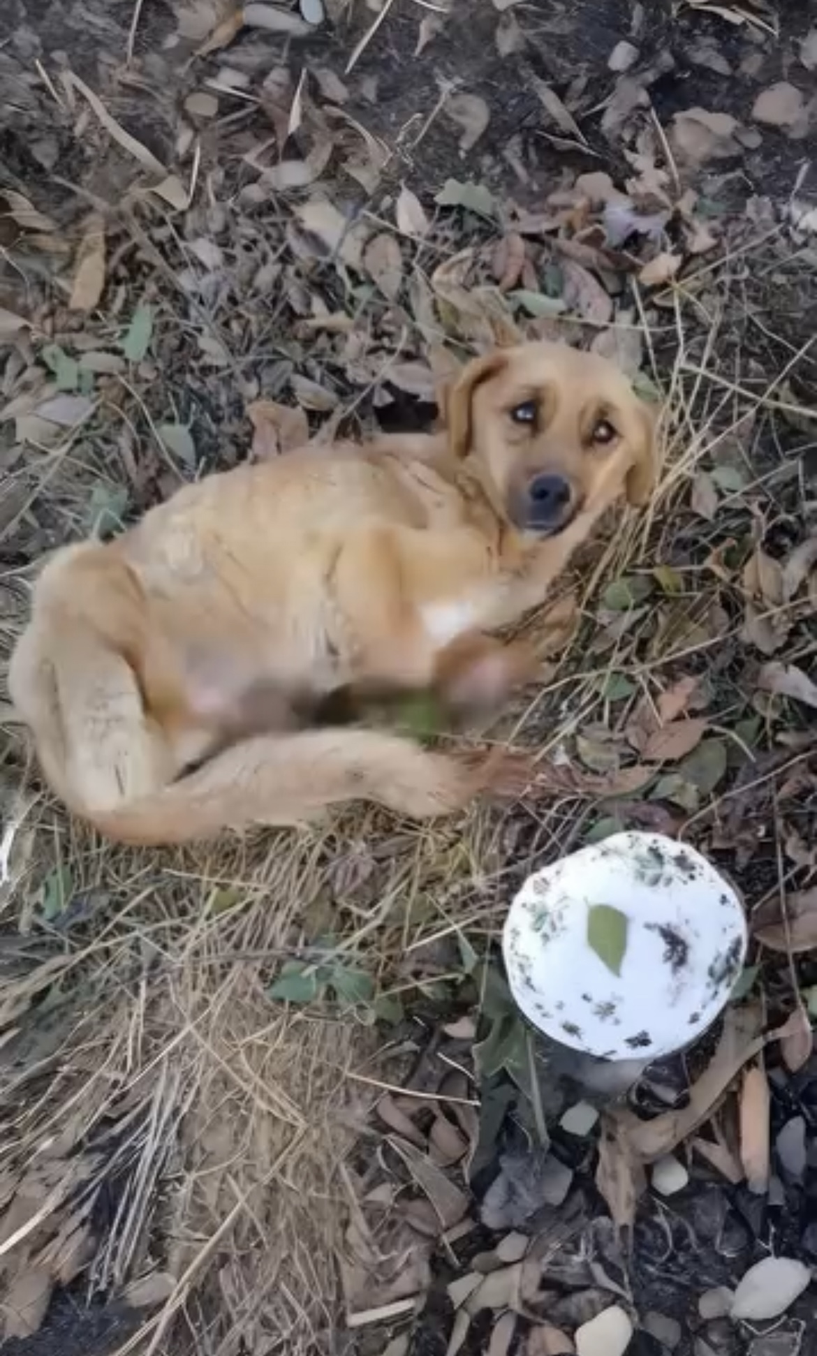 She was dumped in woods with all 4 legs severed, unaware she will be the luckiest dog in the world