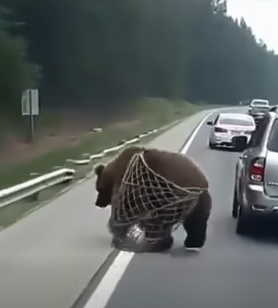 While driving, I saw a bear caught in a net, struggling to break free