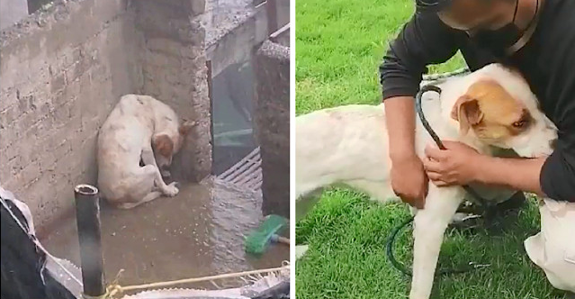 Dog Rescued After Being Left Chained Outside in Torrential Rain