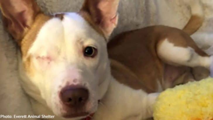 Shelter Dog Loses An Eye But Never Loses Hope