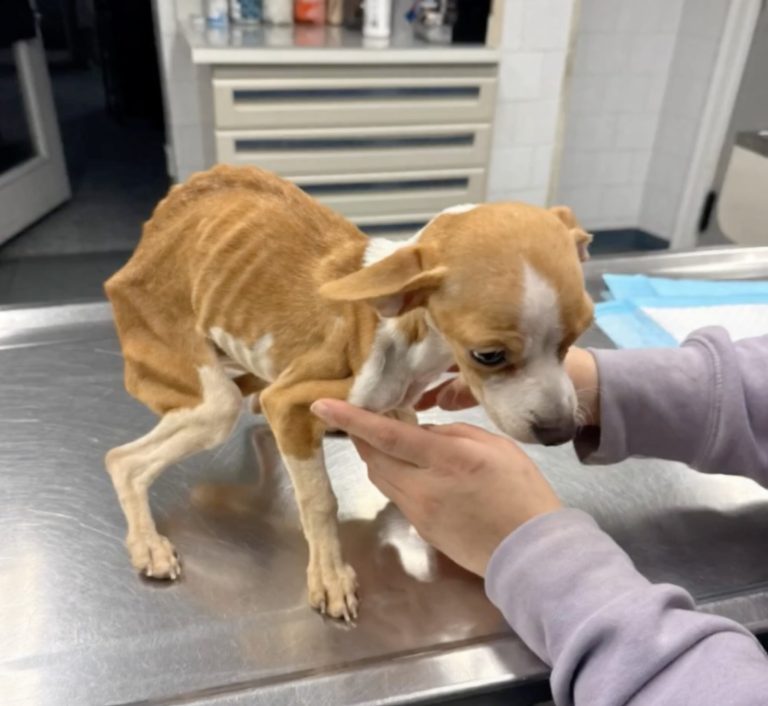 Skeletal Puppy Left In Bronx Apartment Building Refuses to Give Up Hope