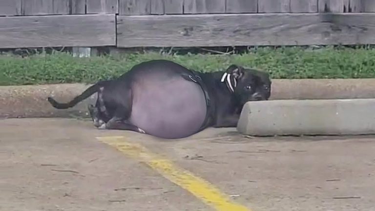 She lay in pain with her belly bulging as if it was about to explode, helpless begging