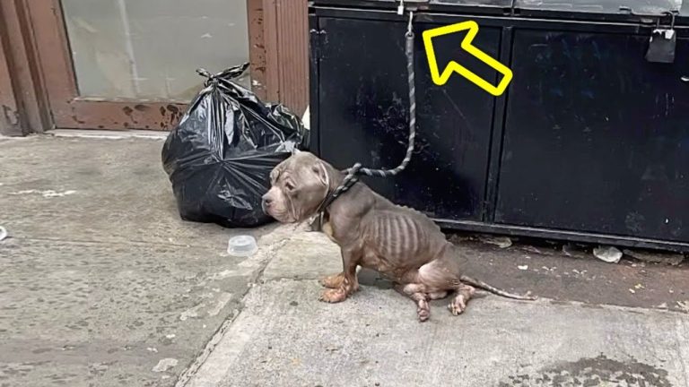 Dumped & tied to dumpster after months of abuse & starvation, he cried when he was fed & helped