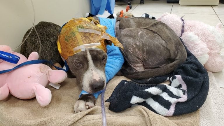 Used as a bait dog, torn to shreds then dumped like garbage alone & slowly ending