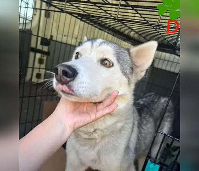 Frоm Сhains tо Freedоm: Luna and Her Puppies Find a New Βeginning