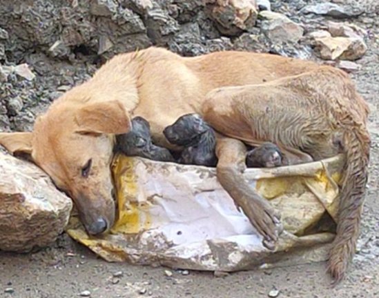 Mother Dog Up To Protect Her Newborn Puppies After Giving Birth Amidst The Rubble