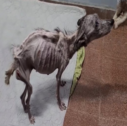 Against All Odds: Angela the Dog Survives a Decade of Abuse and Finds Hope with Just 1% of Life Left