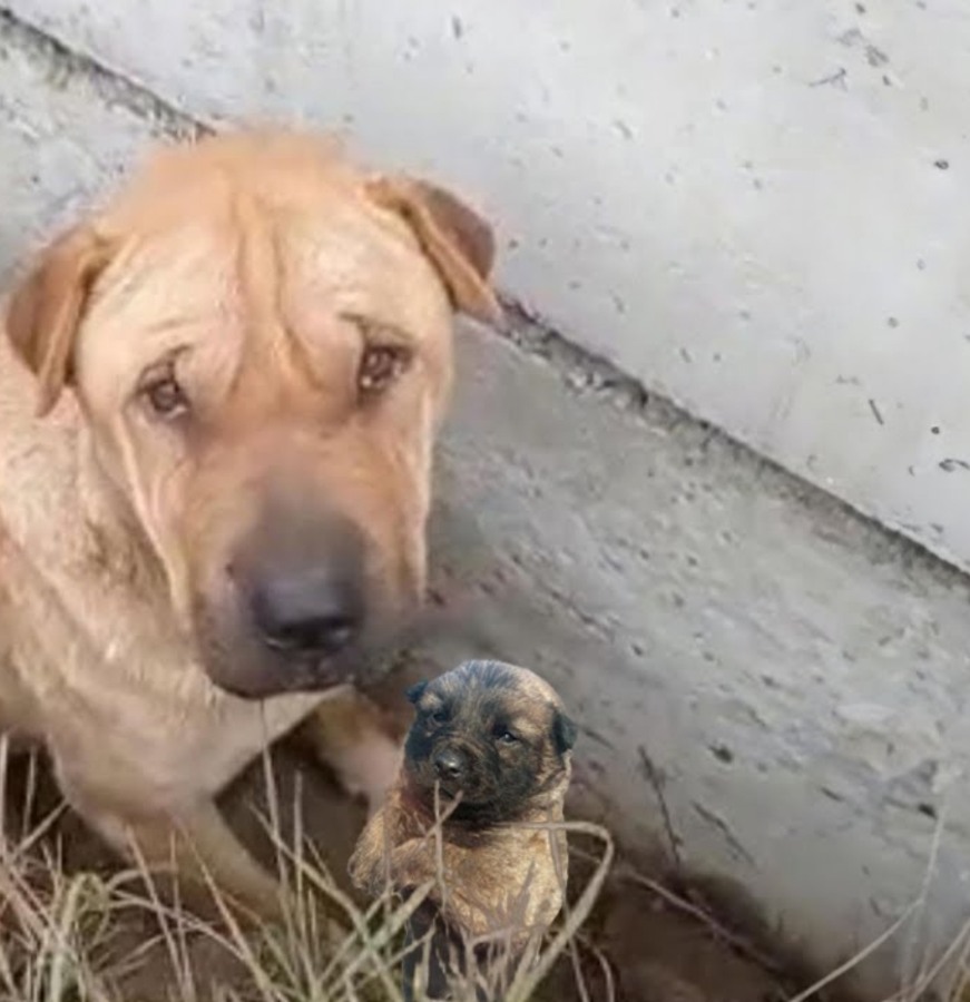 A Mother’s Plea: Dog Begs for Help to Save Her Last Puppy2