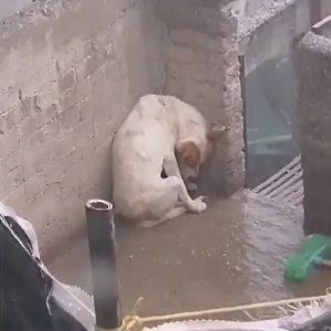 Dog Rescued After Being Left Chained Outside in Torrential Rain