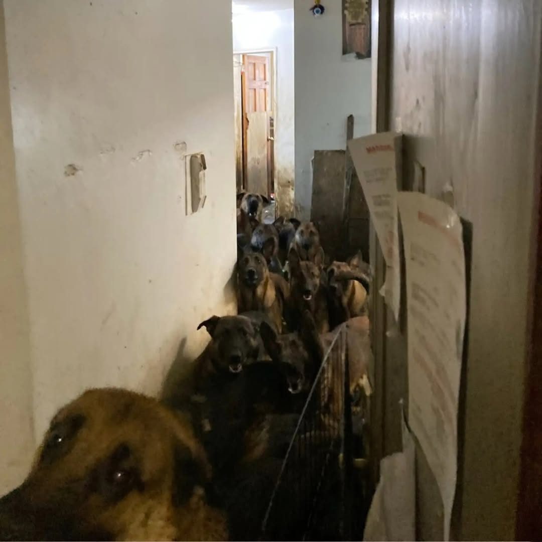 Rescuers Walk Into NYC Apartment And Find 40 Belgian Malinois
