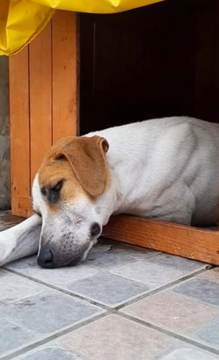 An iron rod left him fainted and in pain, the dog didn’t understand why his owner did that to him