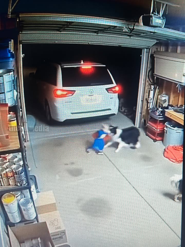 Dog Saves Child on Rainy Driveway in Seattle Seattle, Washington – November 29, 2025…..