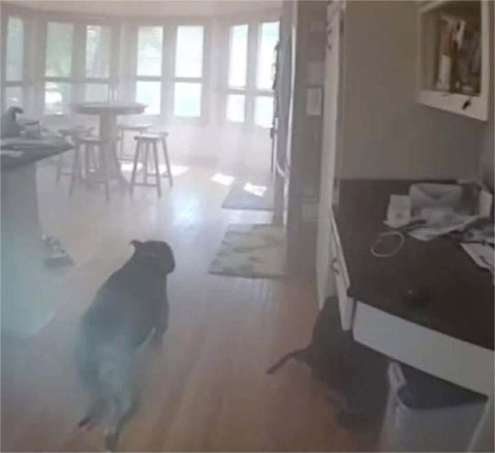 Dog Trapped In Burning Home Knows Exactly How To Help When Police Arrive