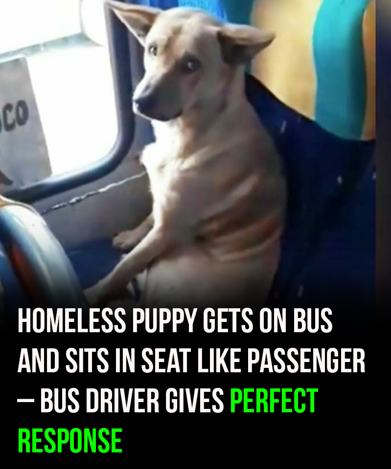 Homeless dog gets on bus and sits in passenger seat: Driver says it’s wonderful