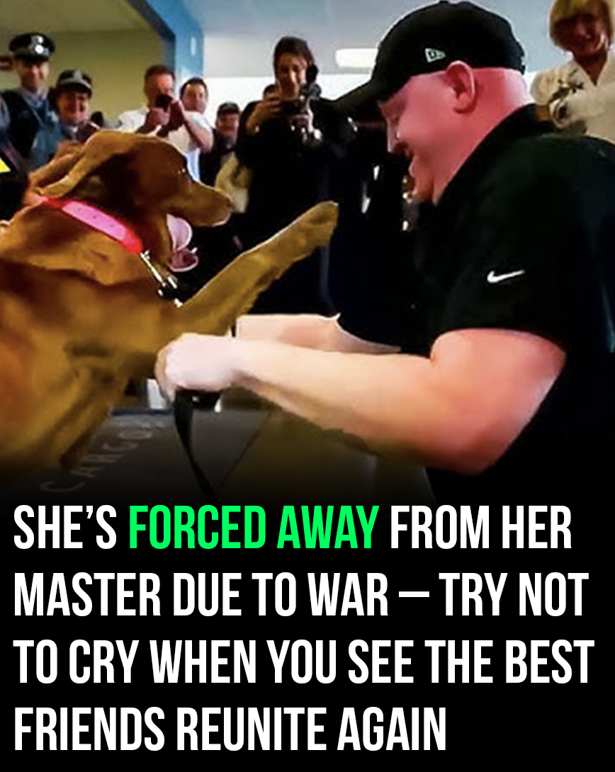 She’s forced away from her master due to war – now the best friends are reunited once again
