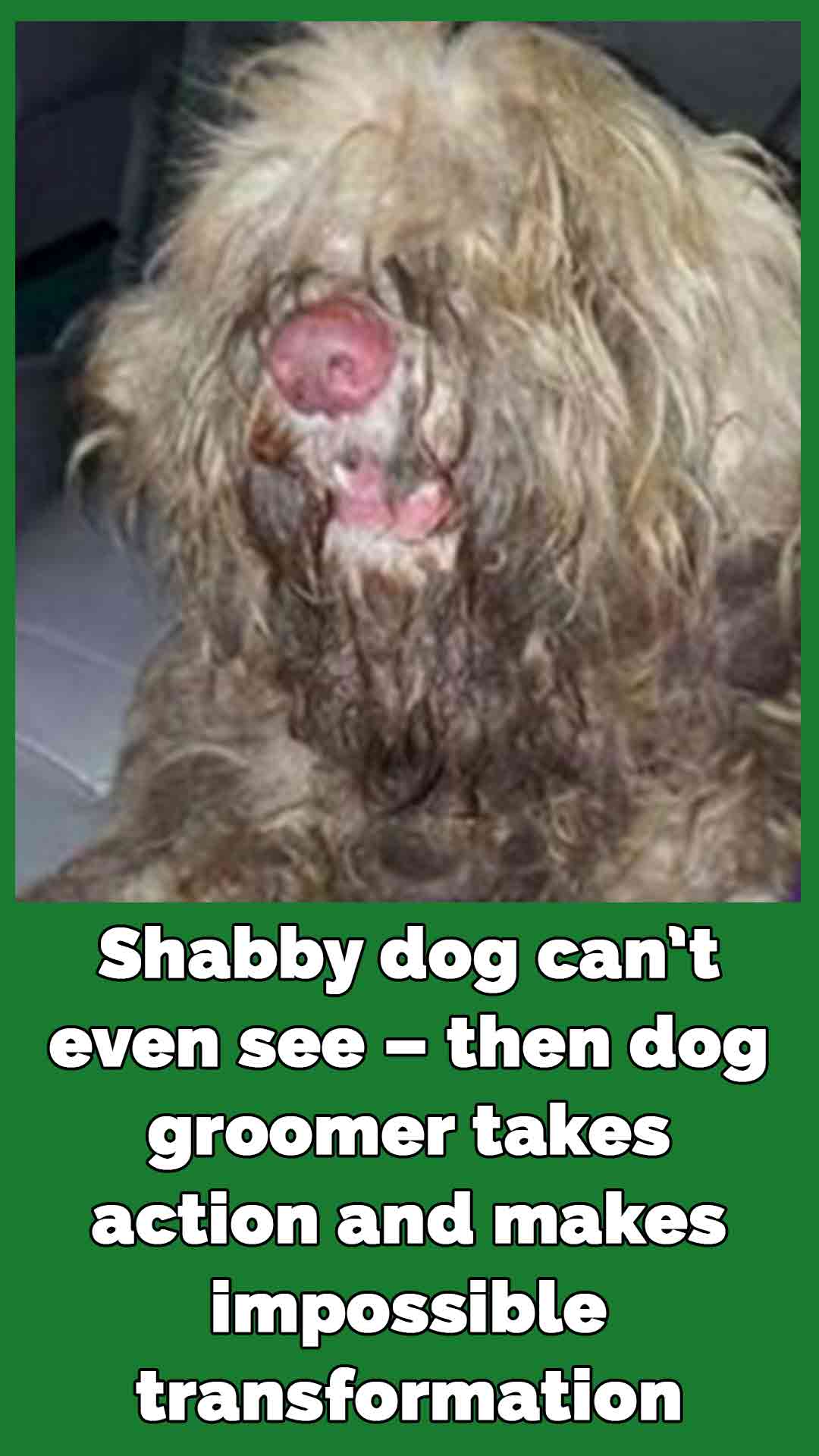 Shabby dog can’t even see – then dog groomer takes action in middle of night and makes impossible transformation