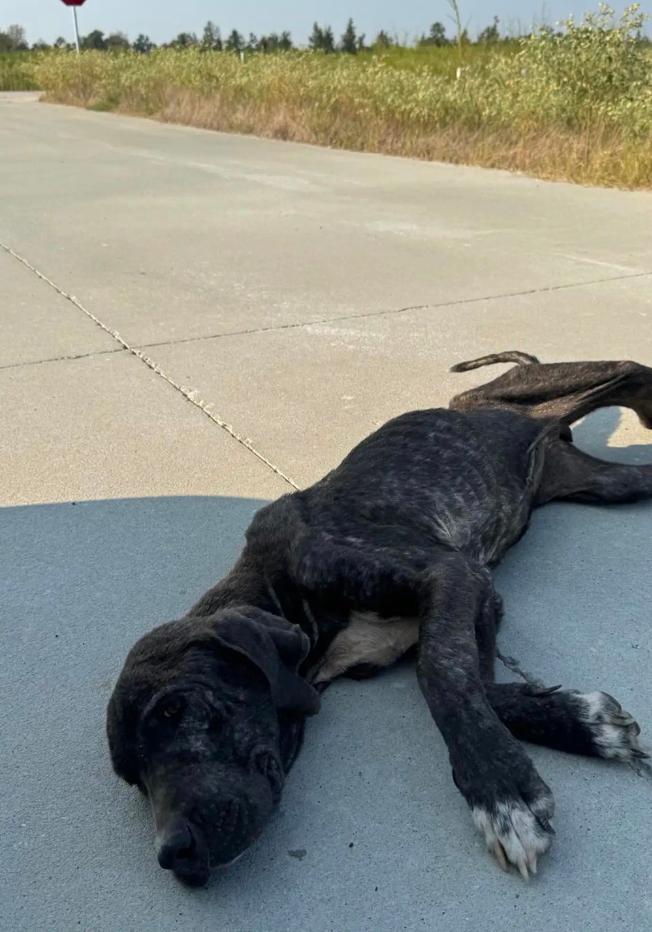 ‘Heartbreaking’ Dog In Road Is Too Weak To Walk But Still Wags Tail For Rescuer