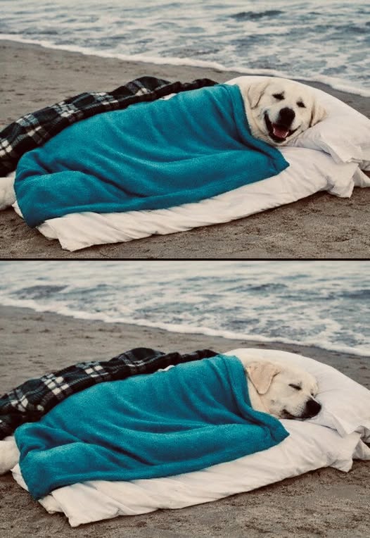 Buddy gave one last soft Smile to the place where his Story had begun!