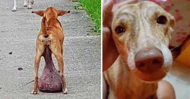 Hope Rises: Stray Dog’s Life Transformed After Massive Tumor Removal