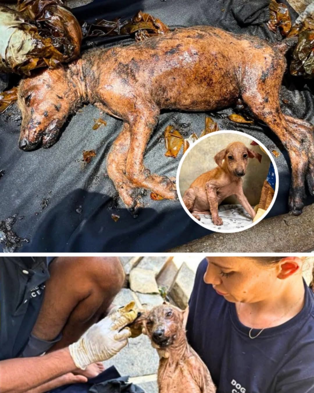 Sammy’s Second Chance: A Journey from Shadows to Sunshine2558