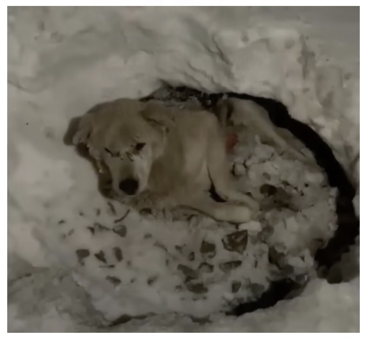 From Snowbound and Broken… to Rolling Into Life Again: Mishka’s