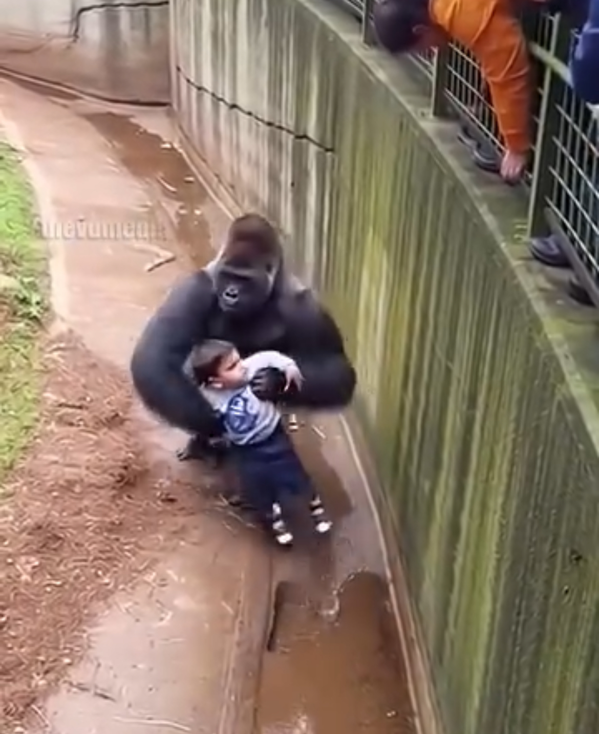 A heart-stopping scene captured on a zoo’s surveillance camera shows the incredible moment a massive silverback gorilla rescued a young boy who had tumbled into its enclosure. As onlookers watched in panicked silence, the powerful animal exhibited surprising gentleness, lifting the toddler and holding him steady for visitors to reach down over a low railing. Once the child was safely back in the arms of his family, the gorilla offered a poignant, human-like wave of farewell. This display of interspecies empathy has captured the world’s attention. This video is created using AI, and the story is for your entertainment.