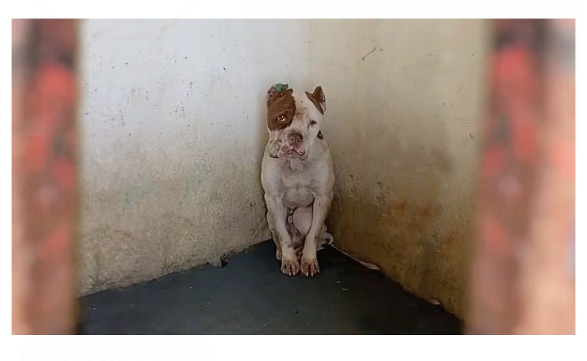 Locked there and abused his entire life, full of his waste and longing to live