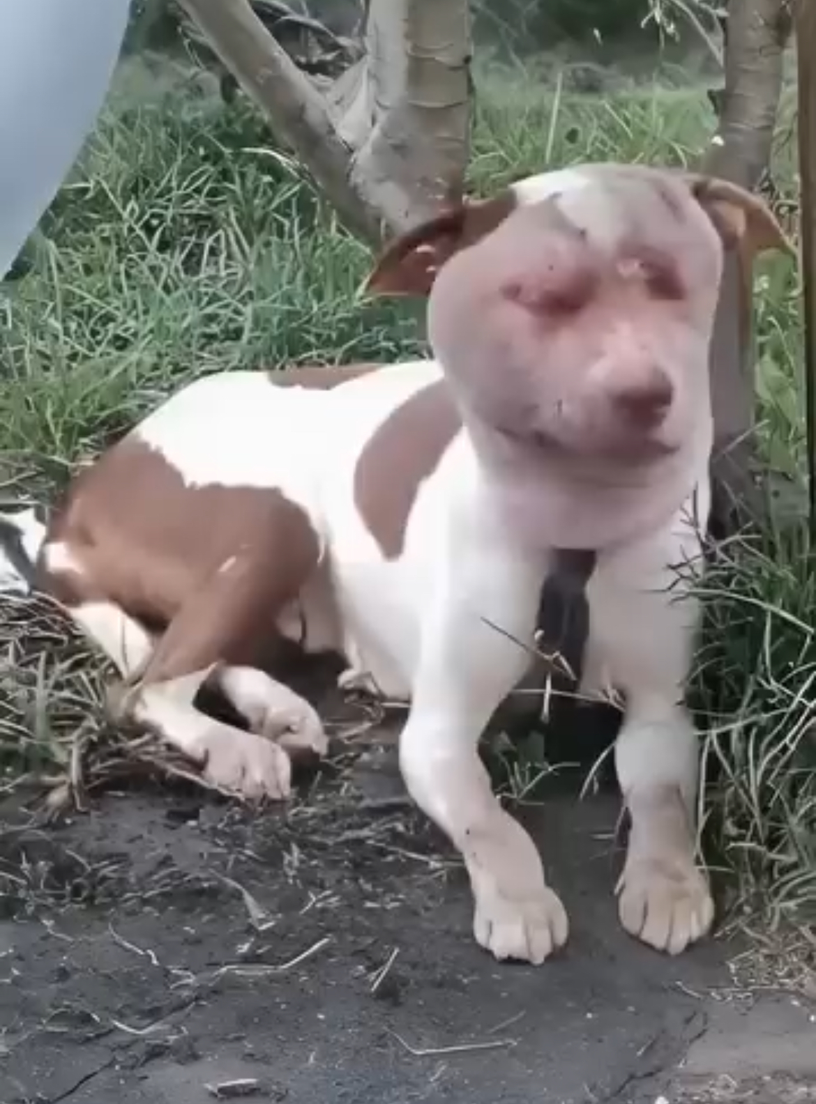 Help”, he begged behind the fence, his drunk owner locked him to starve as part of a sick game