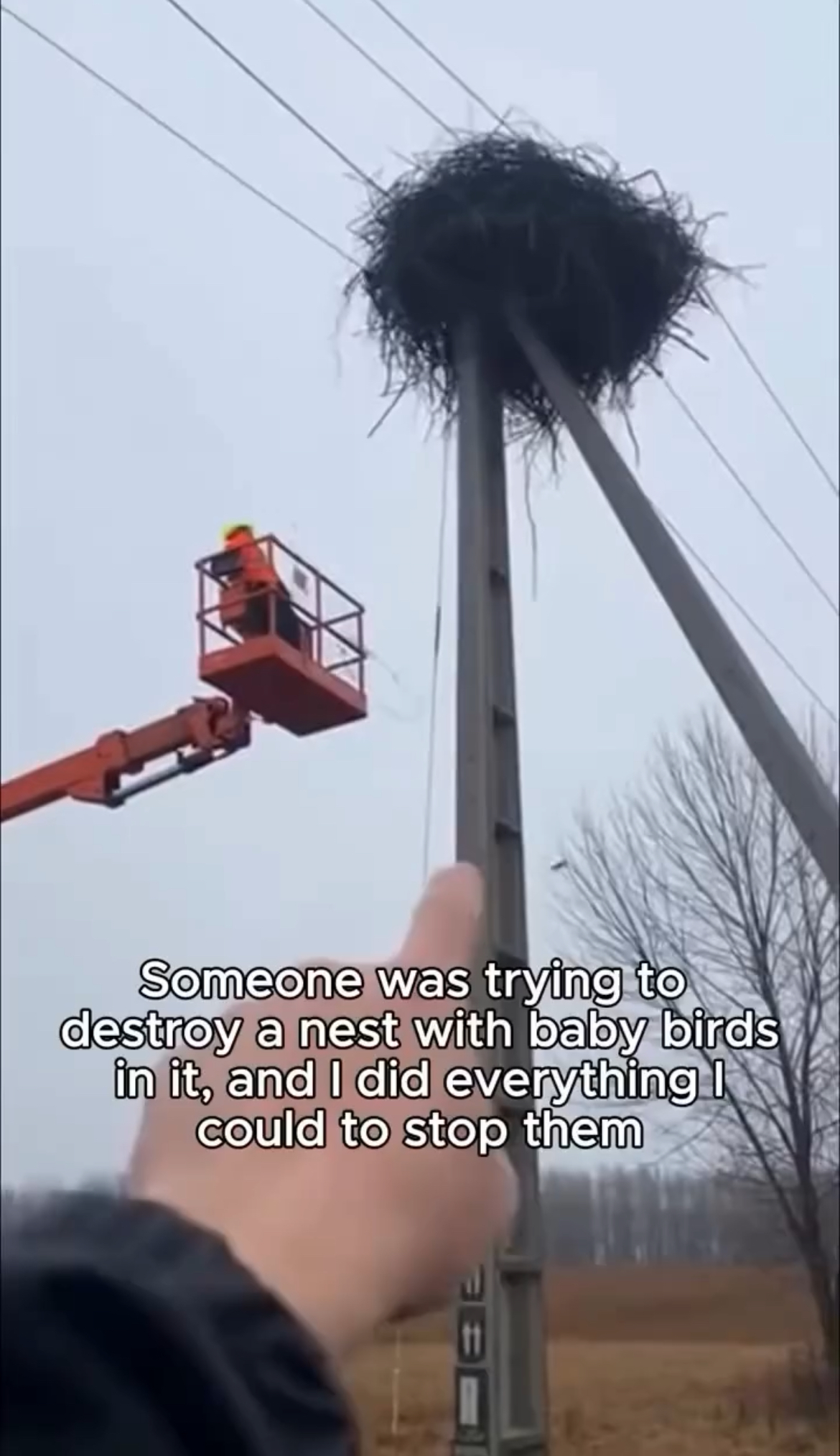 “The Cry Above the Wires”