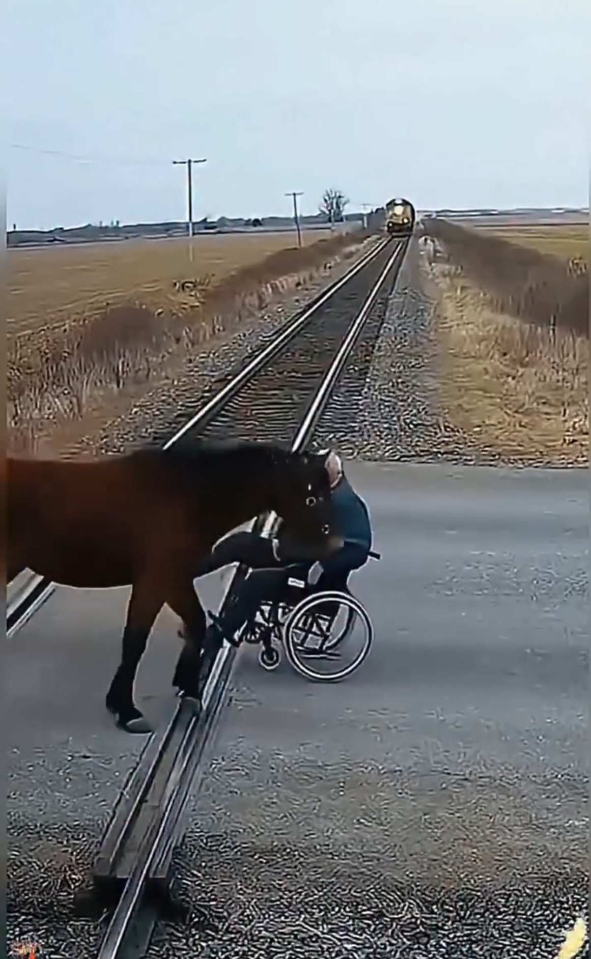 The Horse Who Stood Between Life and Death