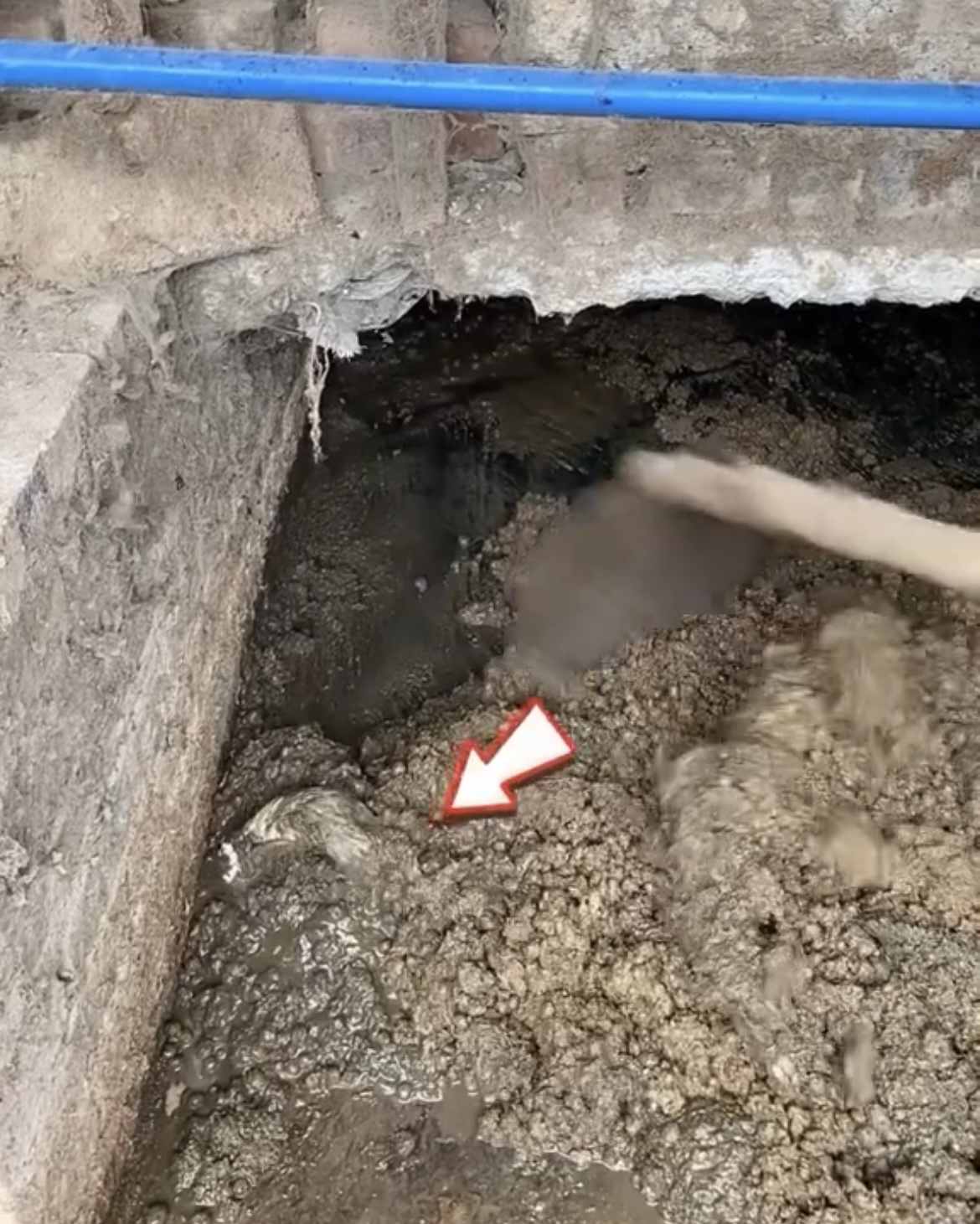 A kind couple rescued a bunny that was abandoned in a ditch and then…”