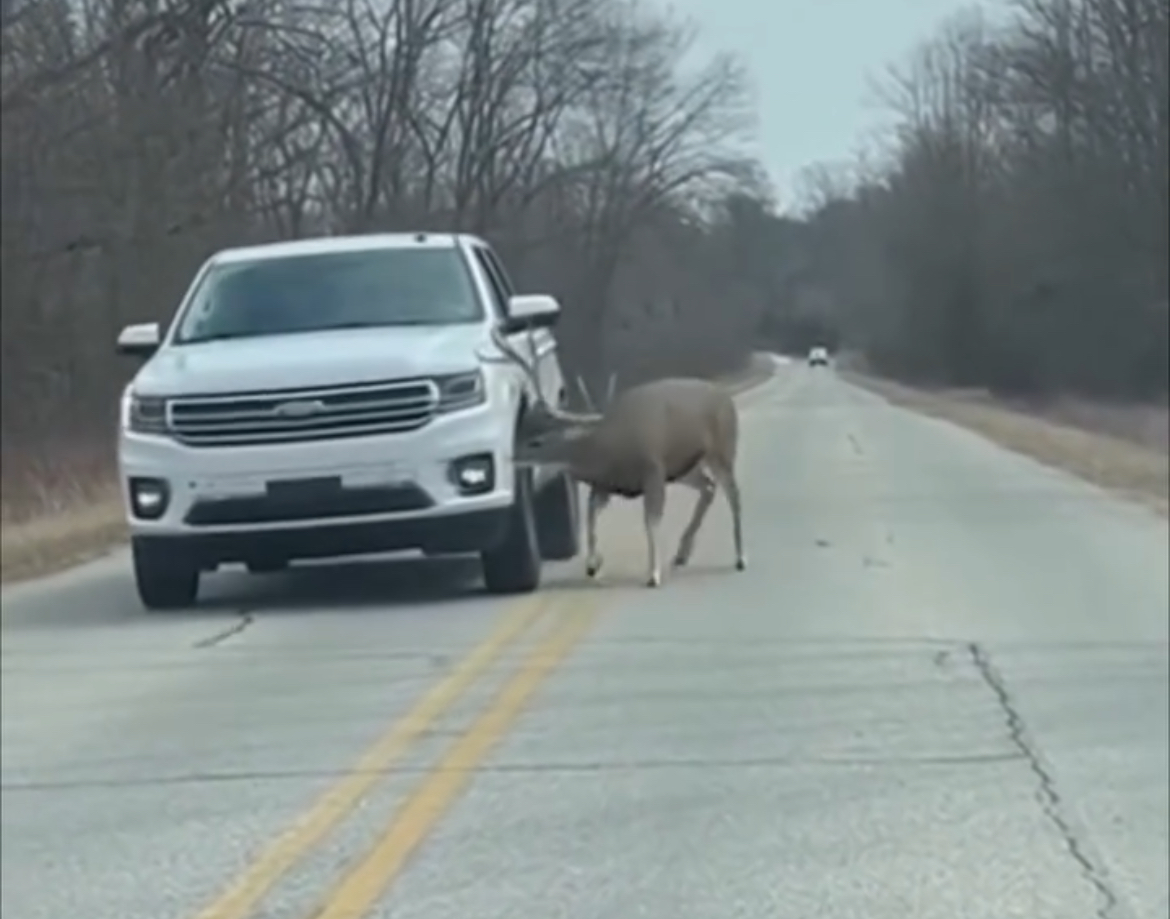 The Guardian of the Frozen Lake The Alaskan sun was dipping low, casting long, amber shadows across the snow-covered highway. Yamato, a local Alaskan native known for his deep respect for the wilderness, was driving his truck home when he saw a line of brake lights.