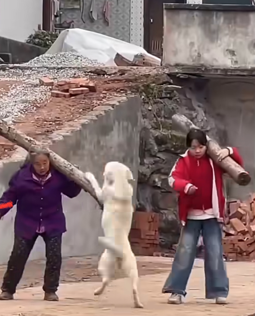 The video captures a young student’s clever but ultimately unsuccessful attempt to enter her home without getting wet during a heavy flood. Using a loose brick as a makeshift stepping stone, she carefully balances her way to the gate, only to realize the water is deeper than expected, eventually forcing her to wade through the flood to reach safety.