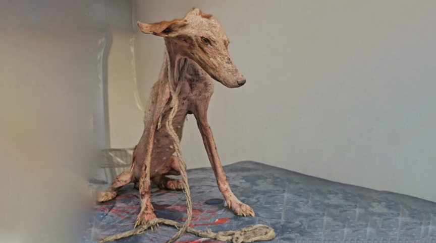 Once Chained and Abandoned, This Dog Is Now a Shining Queen of Strength