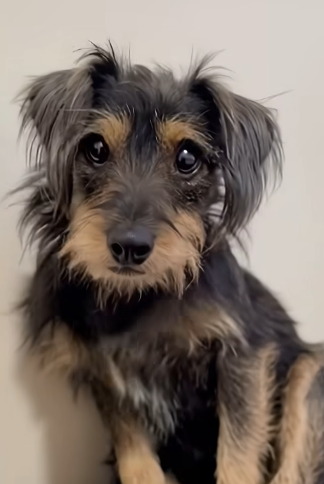 Dumped on euthanasia list, a tearful journey from fear and deprivation to love and eternal happiness