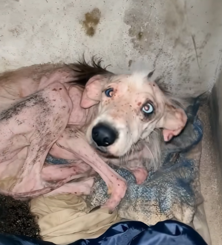 No hope left, No hand to help — His Desperate, Scared Gaze Pierced My Soul