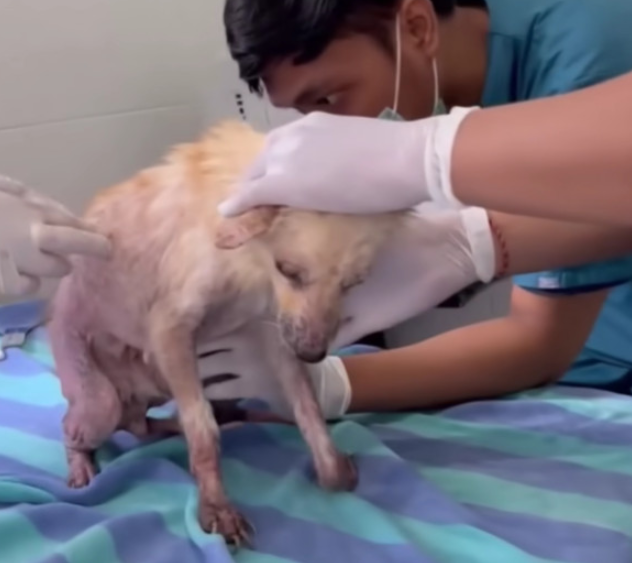 From Abandoned in the Woods to Thriving: Hope’s Journey to a Forever Home