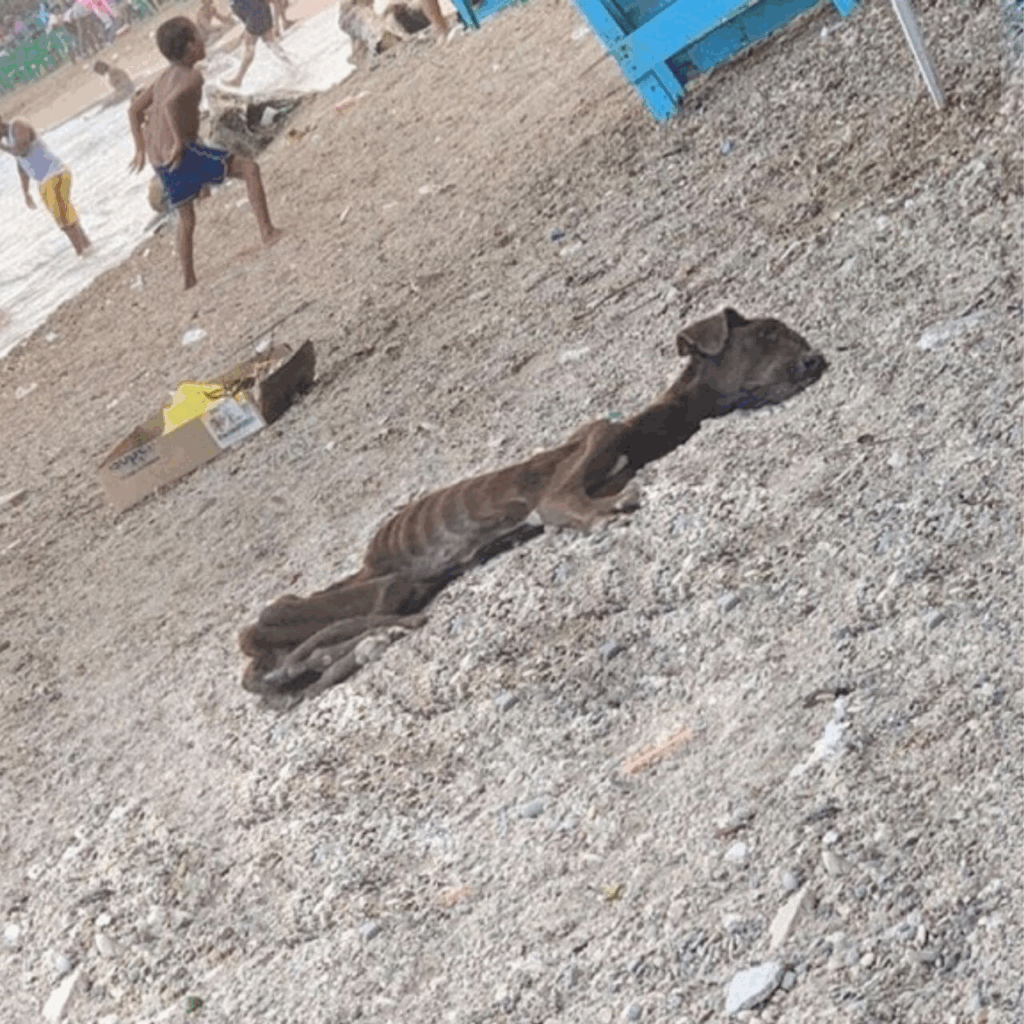 From Despair to Delight: Chocolate’s Journey of Survival and Love