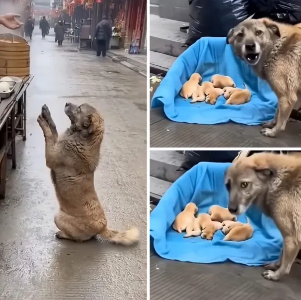 She Limped for Food — Not for Herself, but for the Lives Waiting Behind Her 2743