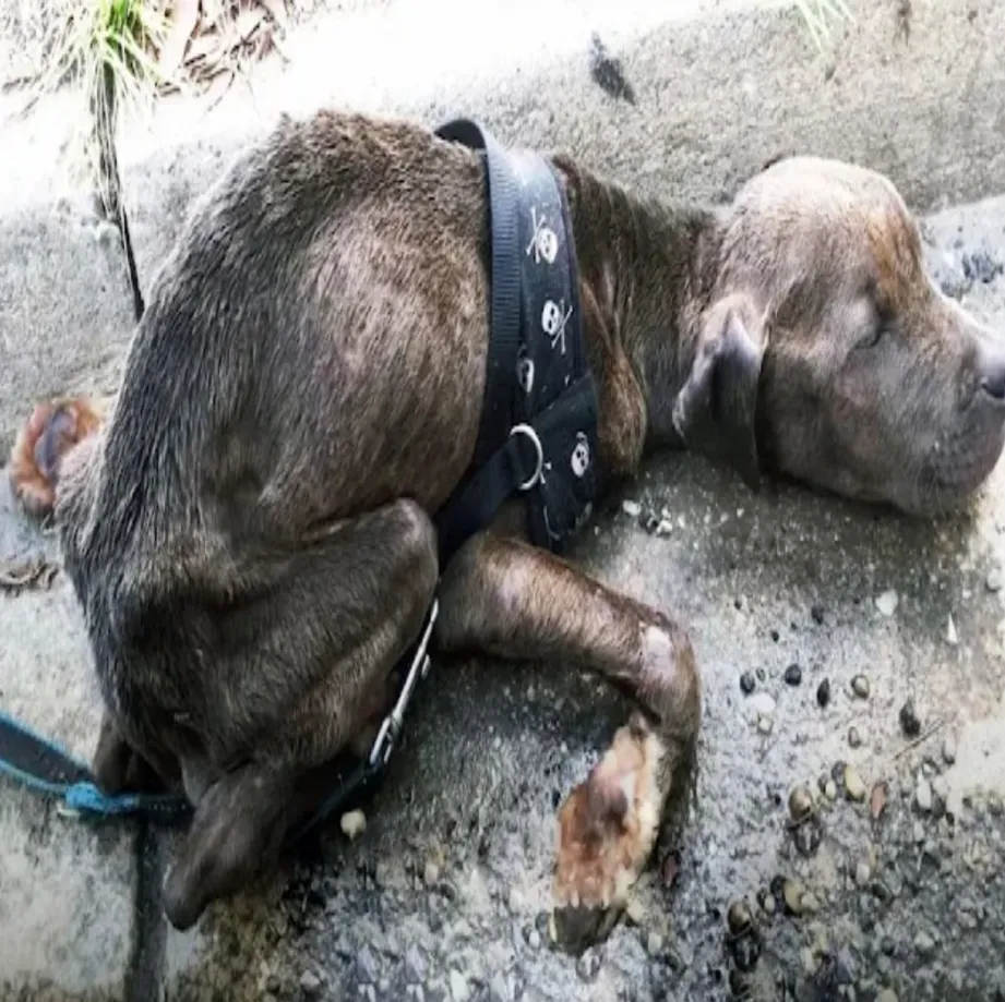 Teague’s Journey: From Abandonment to Unconditional Love