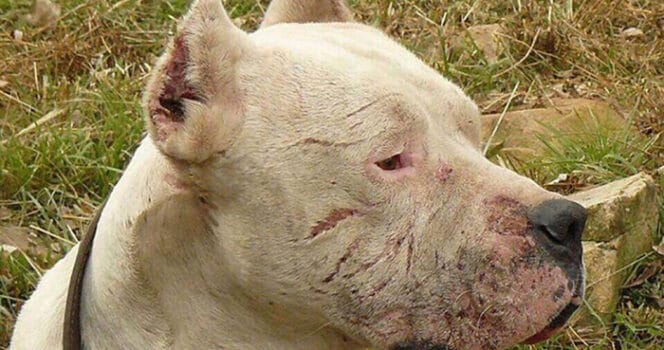 Dog sees puma chasing a little girl, makes an unbelievable decision